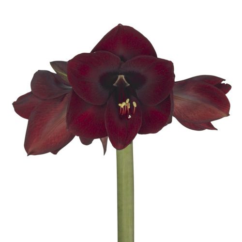 Amaryllis Night Fever