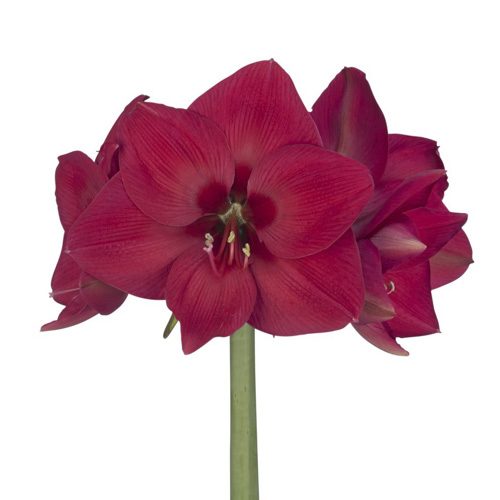 Amaryllis Pleasure