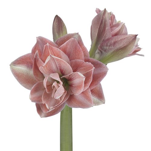 Amaryllis Pink Glory