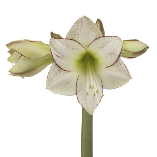 Amaryllis Picasso