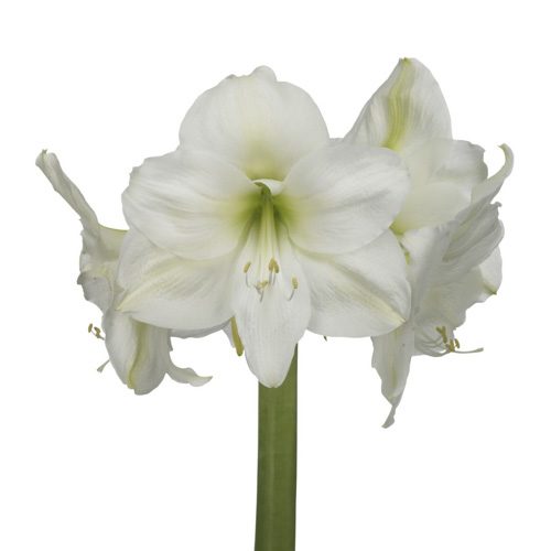 Amaryllis Mont Blanc