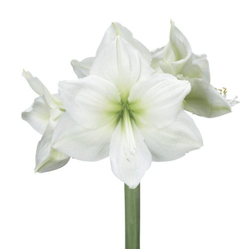 Amaryllis Polaris