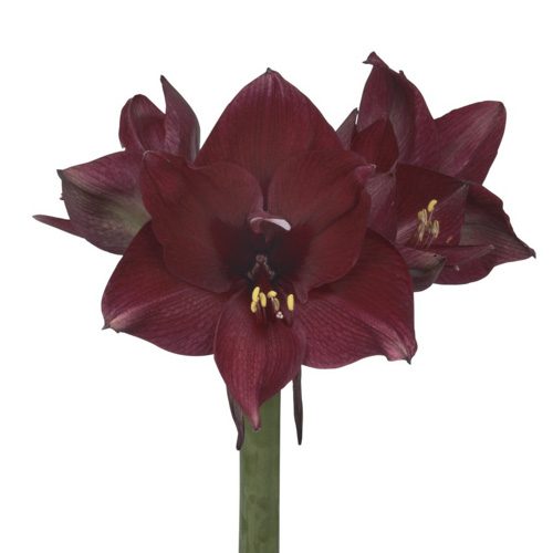 Amaryllis Tinto Night