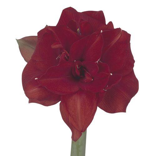 Amaryllis Red Nymph