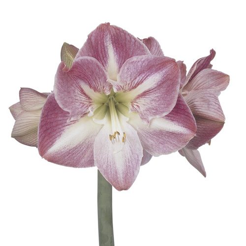 Amaryllis Pink Blossom